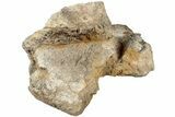Dinosaur (Triceratops) Cranial Element - North Dakota #237662-2